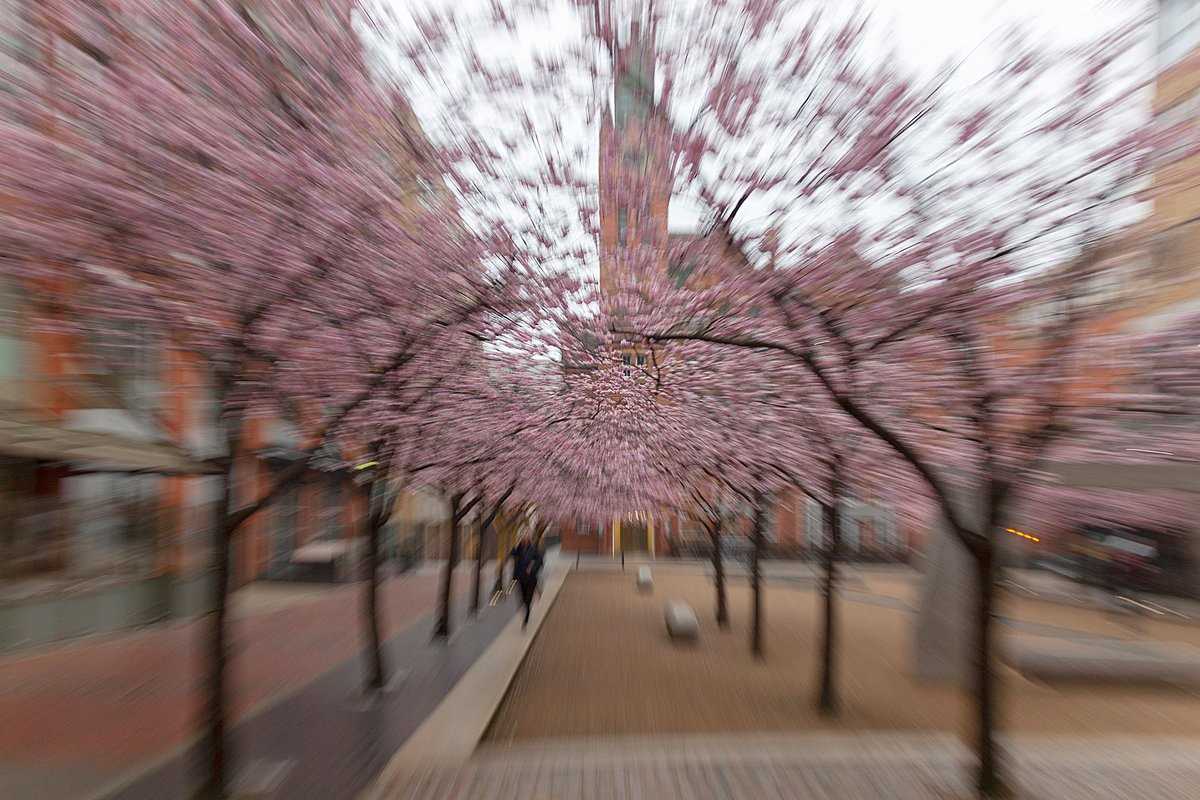 Cherry Blossom Oozells Square